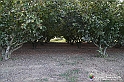VBS_5358 - La solita strada... il grano da crescere, i campi da arare...